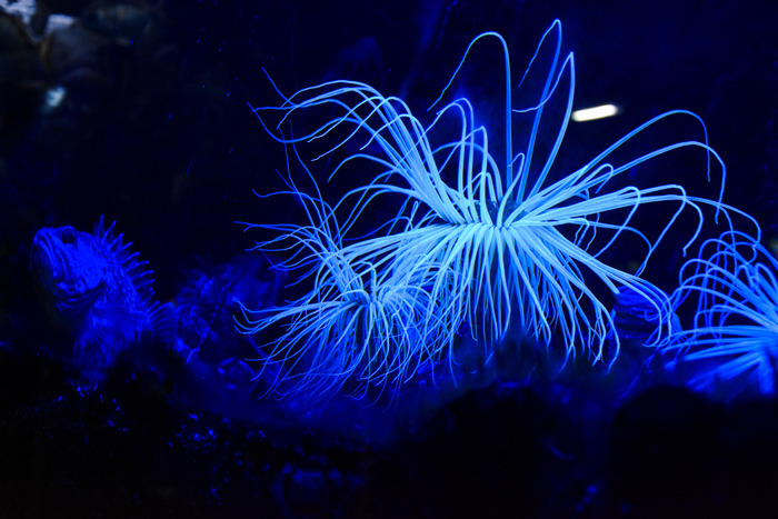 anemone-fluorescente-aquarium-biarritz-visiter-pays-basque